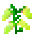 plantes